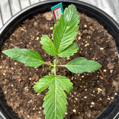 Quick One growlog timeline photo