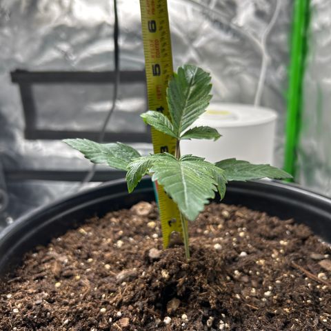 Quick One growlog timeline photo