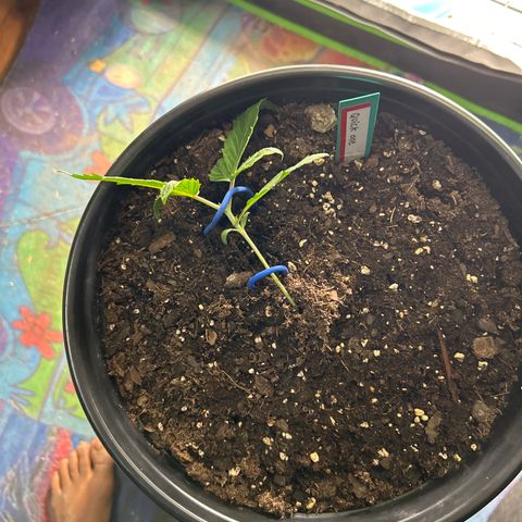 Quick One growlog timeline photo