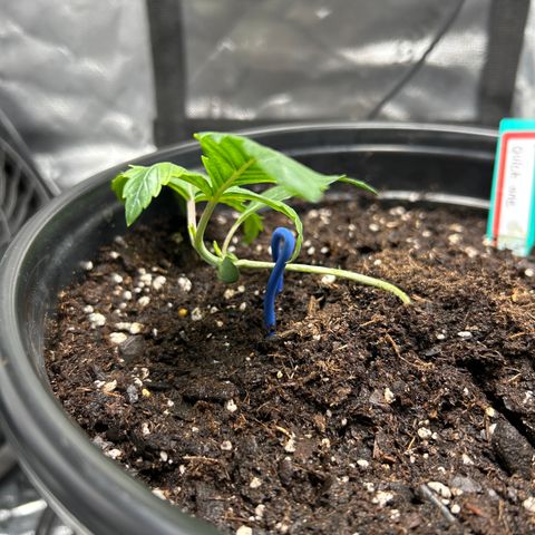 Quick One growlog timeline photo