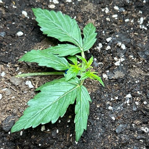 Milky Way growlog timeline photo