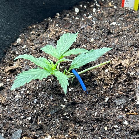 Northern Light Automatic growlog timeline photo