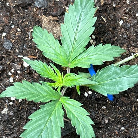 Northern Light Automatic growlog timeline photo