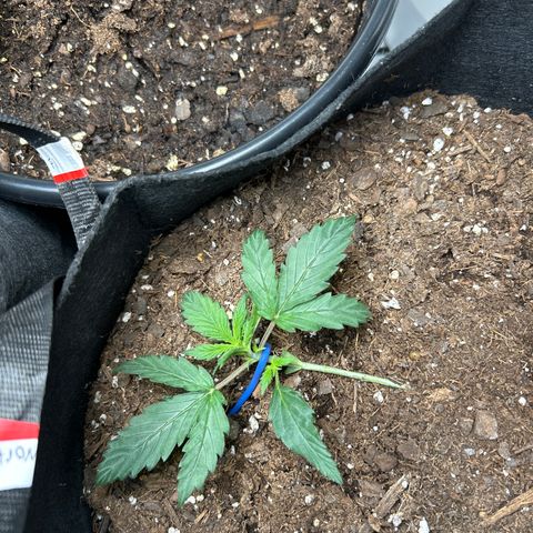 Northern Light Automatic growlog timeline photo