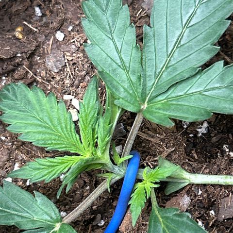 Northern Light Automatic growlog timeline photo