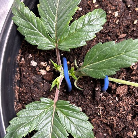 Quick One growlog timeline photo