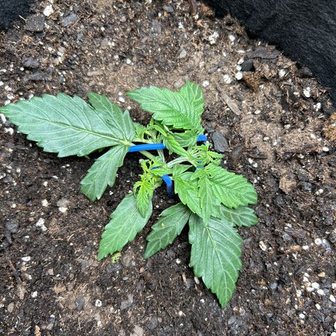 Milky Way growlog timeline photo
