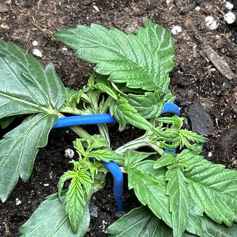 Milky Way growlog timeline photo