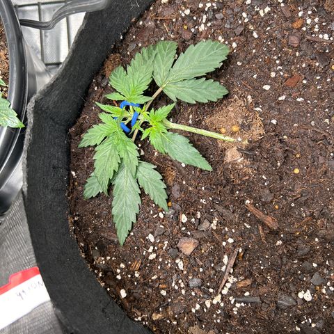 Northern Light Automatic growlog timeline photo