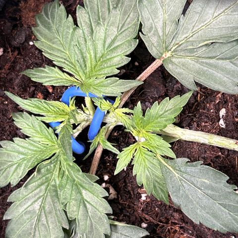 Northern Light Automatic growlog timeline photo