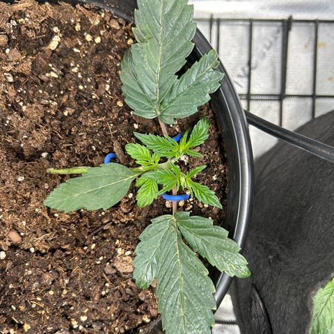 Quick One growlog timeline photo