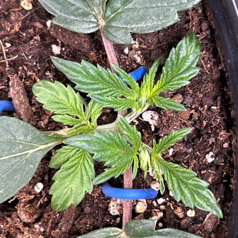 Quick One growlog timeline photo