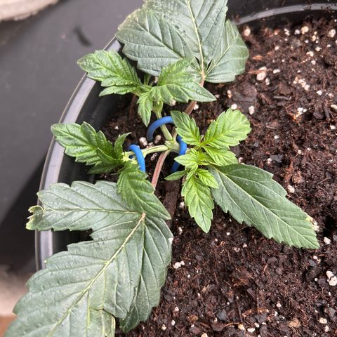 Quick One growlog timeline photo