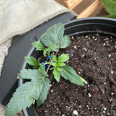 Quick One growlog timeline photo