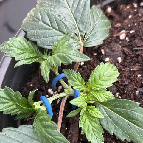 Quick One growlog timeline photo