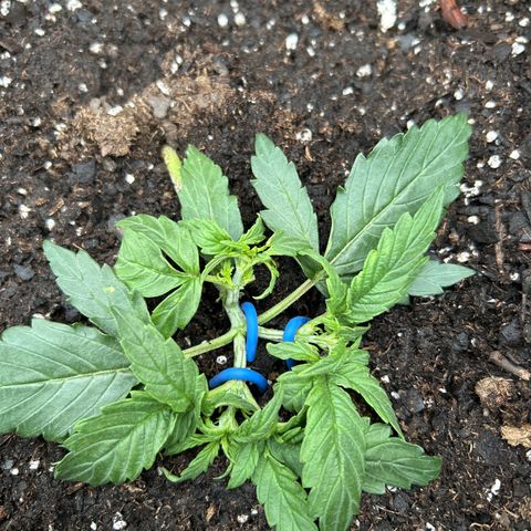 Milky Way growlog timeline photo