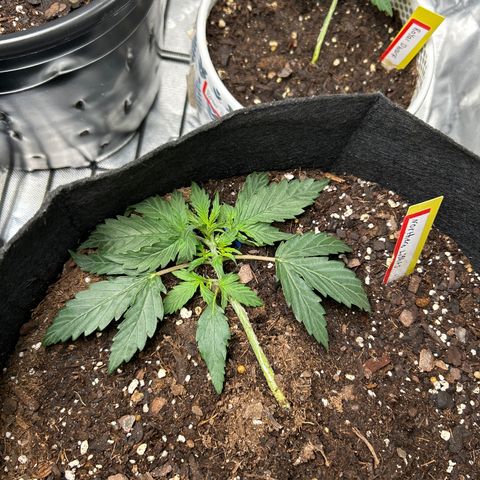 Northern Light Automatic growlog timeline photo
