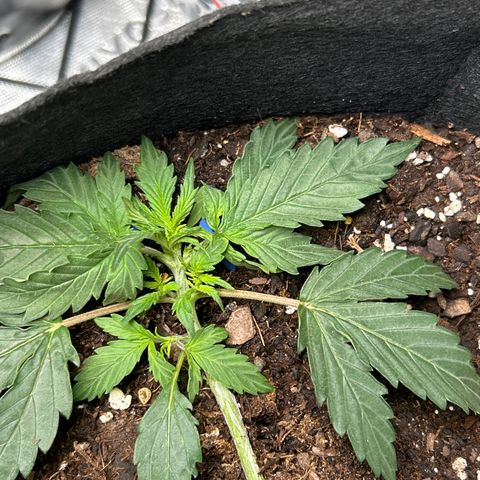 Northern Light Automatic growlog timeline photo