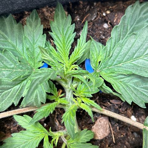 Northern Light Automatic growlog timeline photo