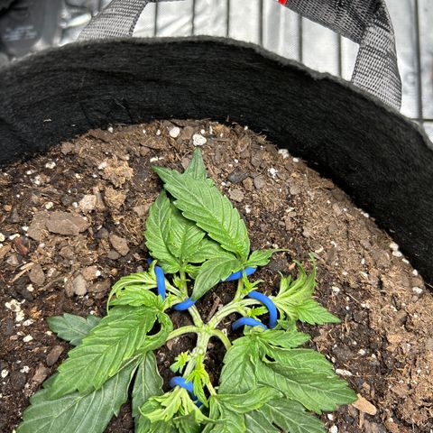 Milky Way growlog timeline photo