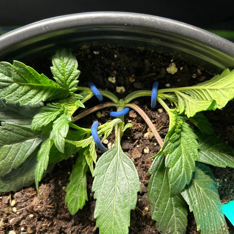 Quick One growlog timeline photo