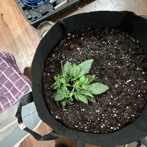 Milky Way growlog timeline photo