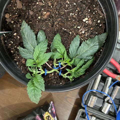 Quick One growlog timeline photo
