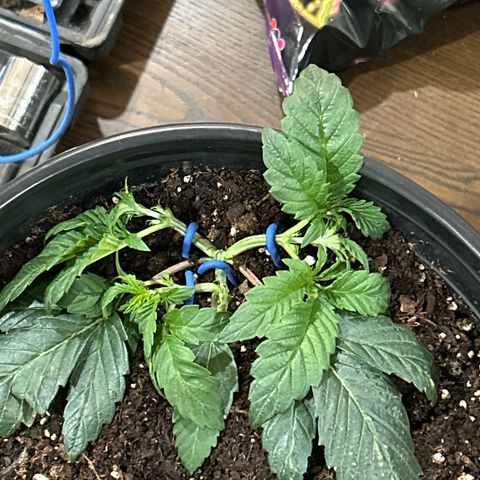 Quick One growlog timeline photo