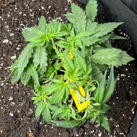 Milky Way growlog timeline photo