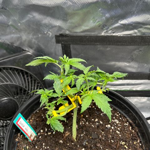 Quick One growlog timeline photo
