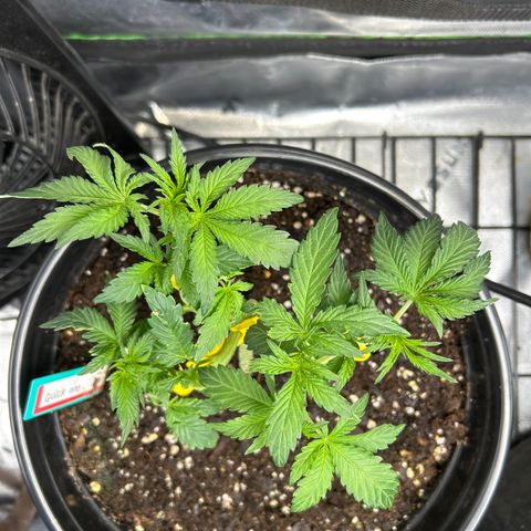 Quick One growlog timeline photo