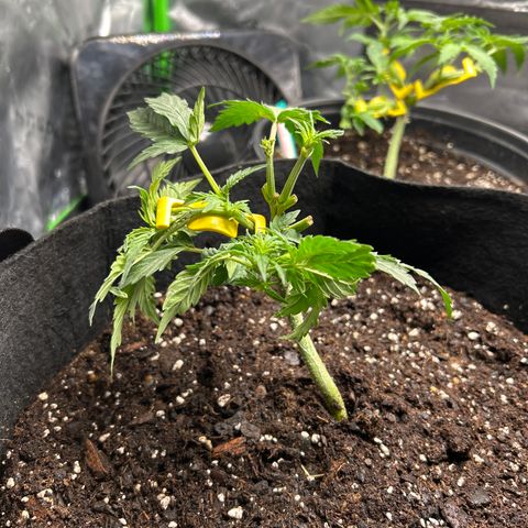 Northern Light Automatic growlog timeline photo