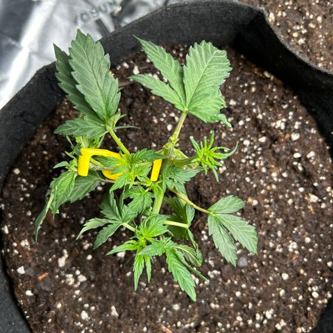 Northern Light Automatic growlog timeline photo