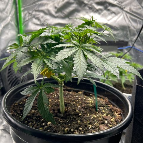 Quick One growlog timeline photo
