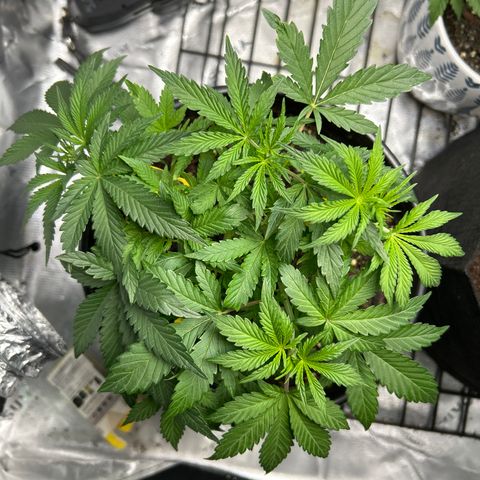 Quick One growlog timeline photo