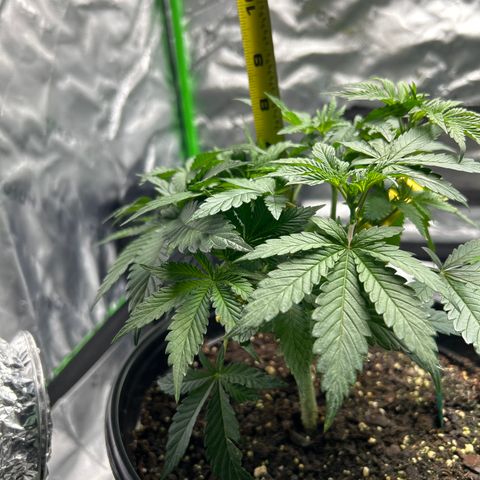 Quick One growlog timeline photo