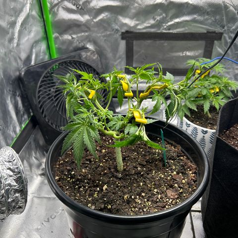 Quick One growlog timeline photo