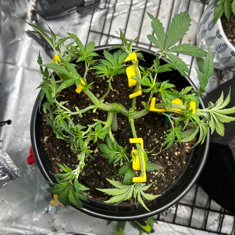 Quick One growlog timeline photo