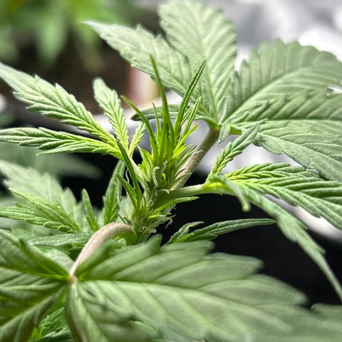Northern Light Automatic growlog timeline photo