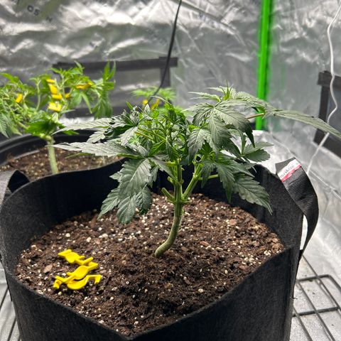 Northern Light Automatic growlog timeline photo