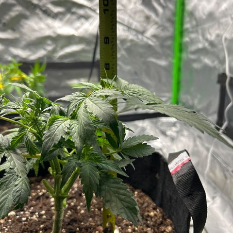 Northern Light Automatic growlog timeline photo