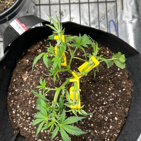 Northern Light Automatic growlog timeline photo
