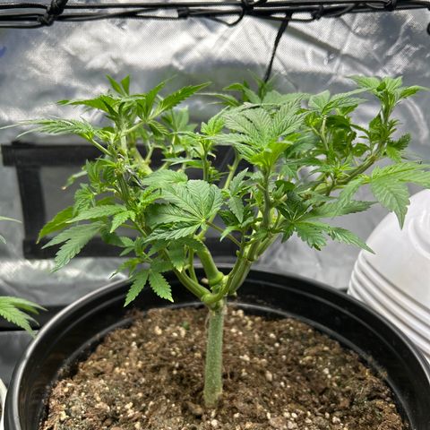 Quick One growlog timeline photo