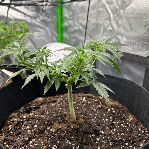 Northern Light Automatic growlog timeline photo