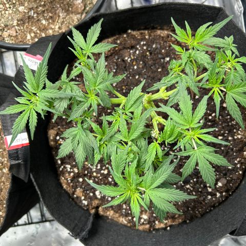 Northern Light Automatic growlog timeline photo