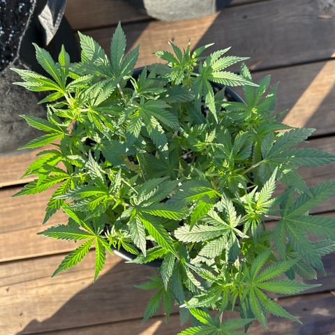 Quick One growlog timeline photo