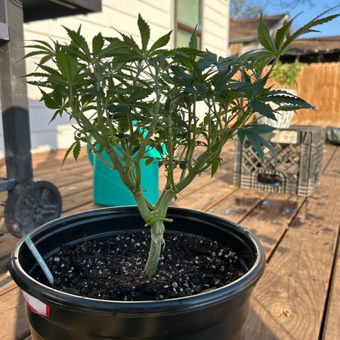 Quick One growlog timeline photo