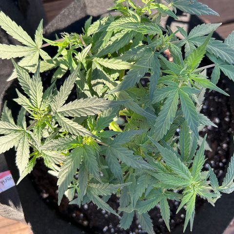 Northern Light Automatic growlog timeline photo