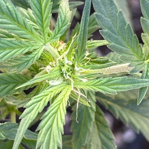 Northern Light Automatic growlog timeline photo