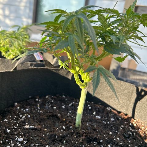Northern Light Automatic growlog timeline photo